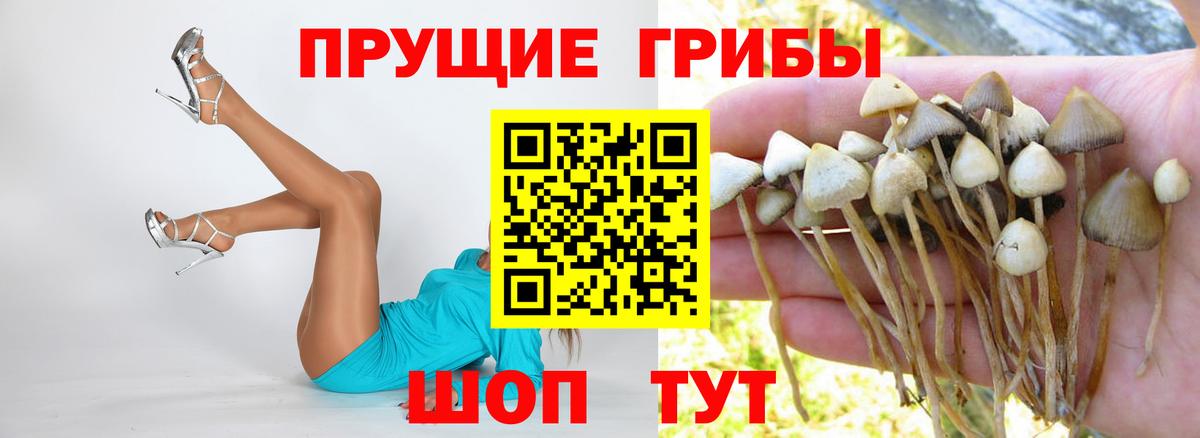 Псилоцибиновые грибы GOLDEN TEACHER  Псилоцибиновые грибы Psilocybine cubensis  Михайловск  Вход с VPN 